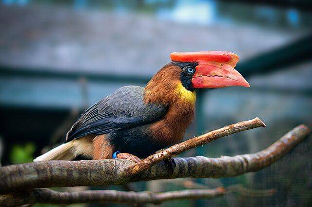 potret burung rufous hornbill 