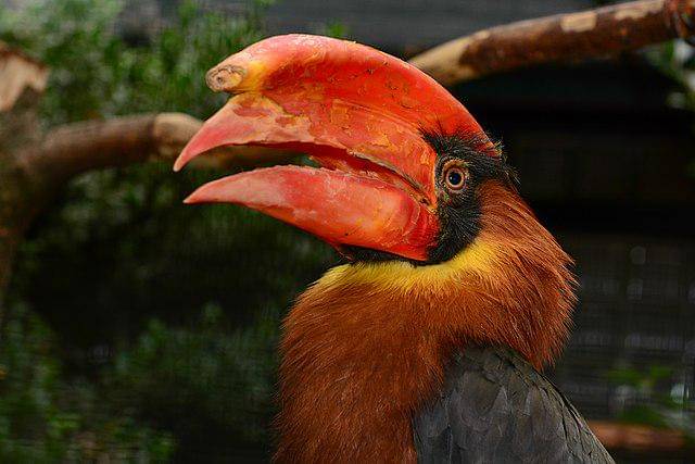 potret burung rufous hornbill 