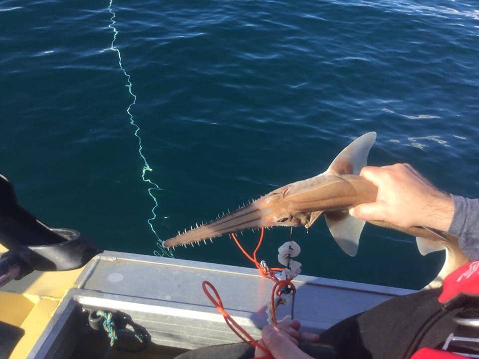 hiu gergaji hidung panjang yang berhasil dipancing
