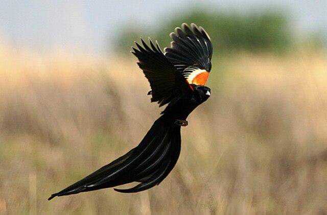 potret burung long-tailed widowbird