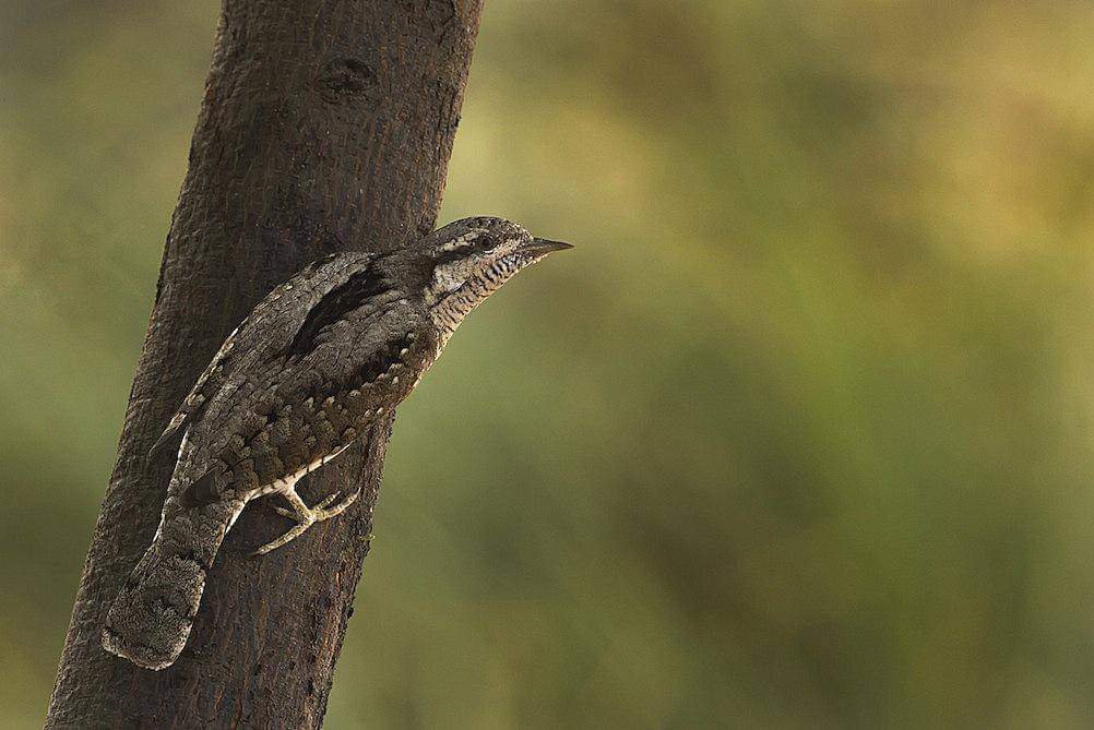 Geliang ular erasia hinggap di batang pohon.
