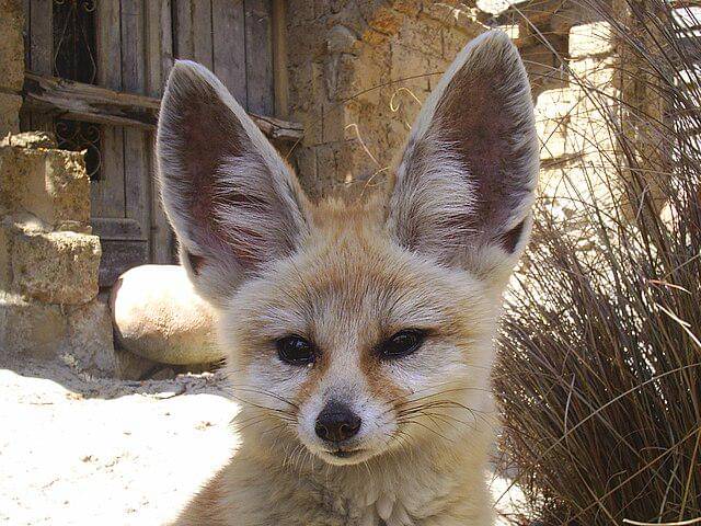potret fennec fox