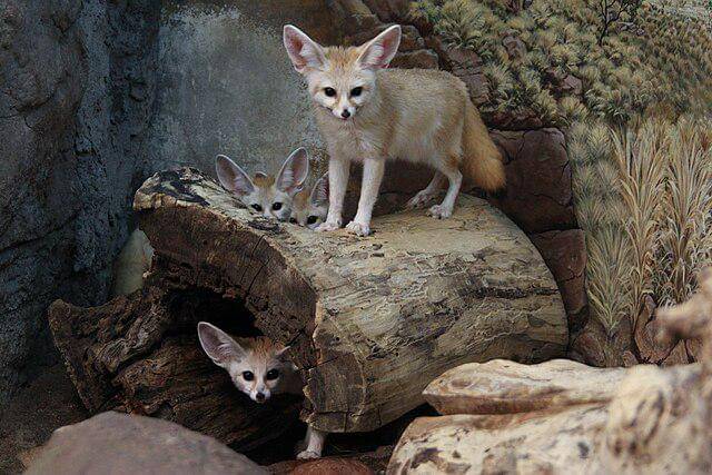 potret fennec fox