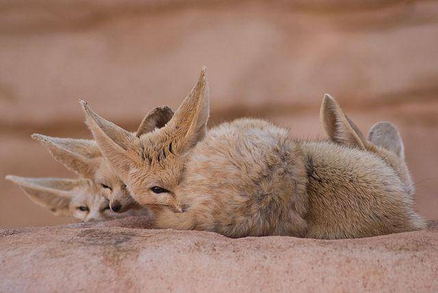 potret fennec fox