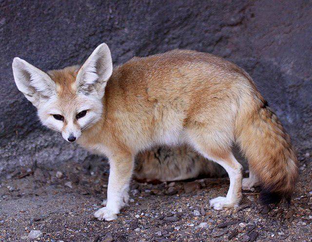 potret fennec fox