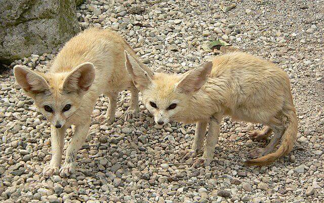 potret fennec fox