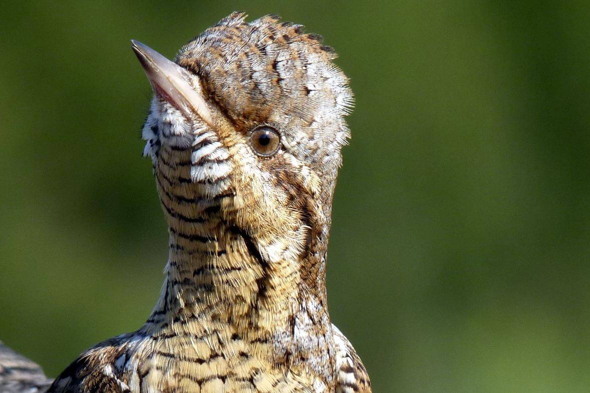 tampak dekat geliang ular erasia menelengkan kepala