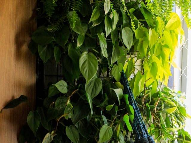 Philodendron heartleaf