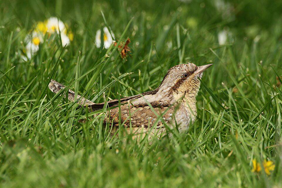 geliang ular erasia di antara rerumputan