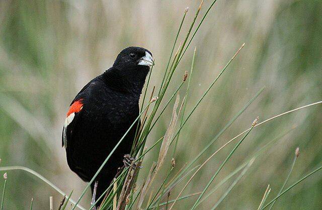 potret burung long-tailed widowbird