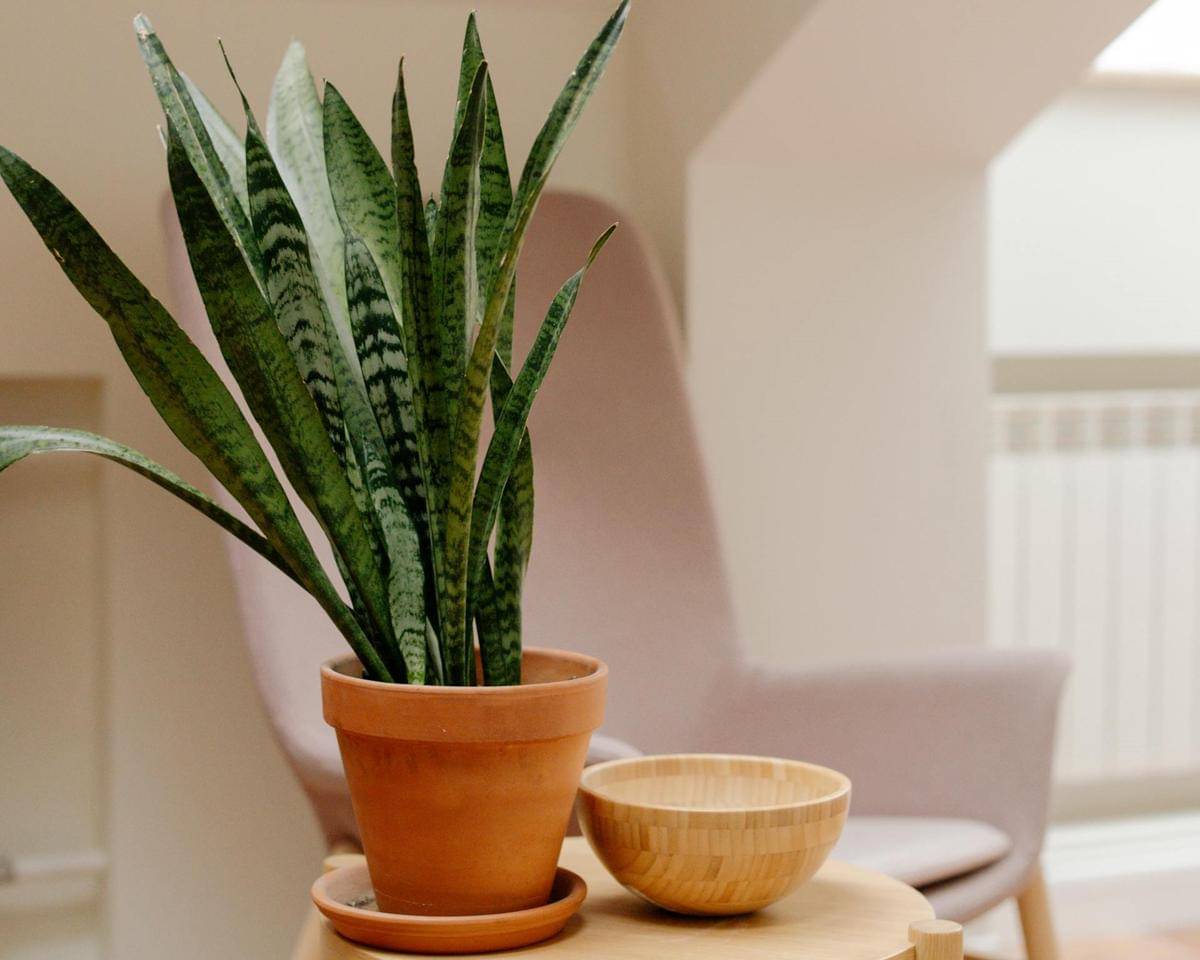 Tanaman lidah mertua