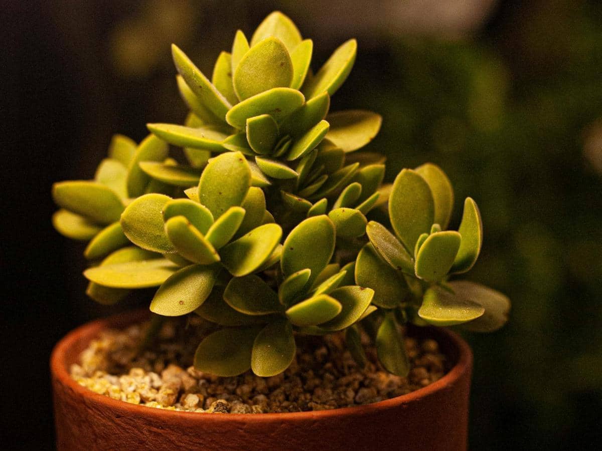 Crassula ovata