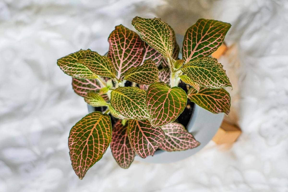 Fittonia
