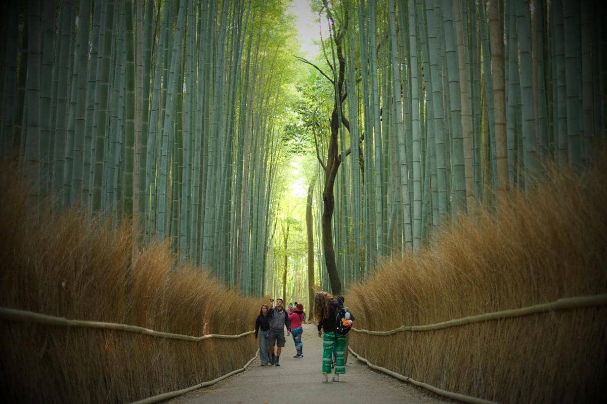 potret Arashiyama Bamboo Grove, Jepang