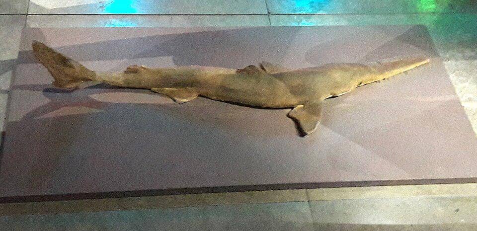 spesimen hiu gergaji hidung panjang yang diawetkan
