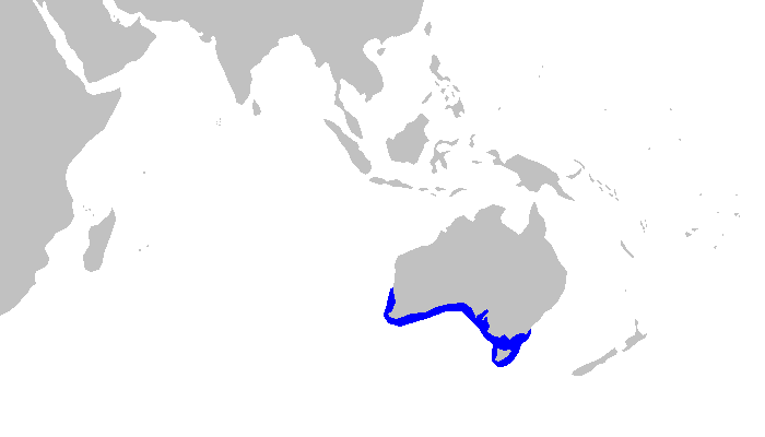 ilustrasi peta persebaran hiu gergaji hidung panjang