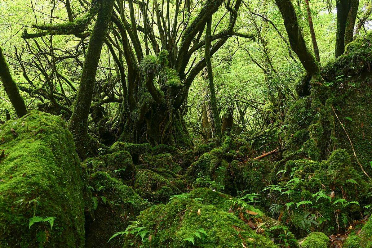 Yakushima 