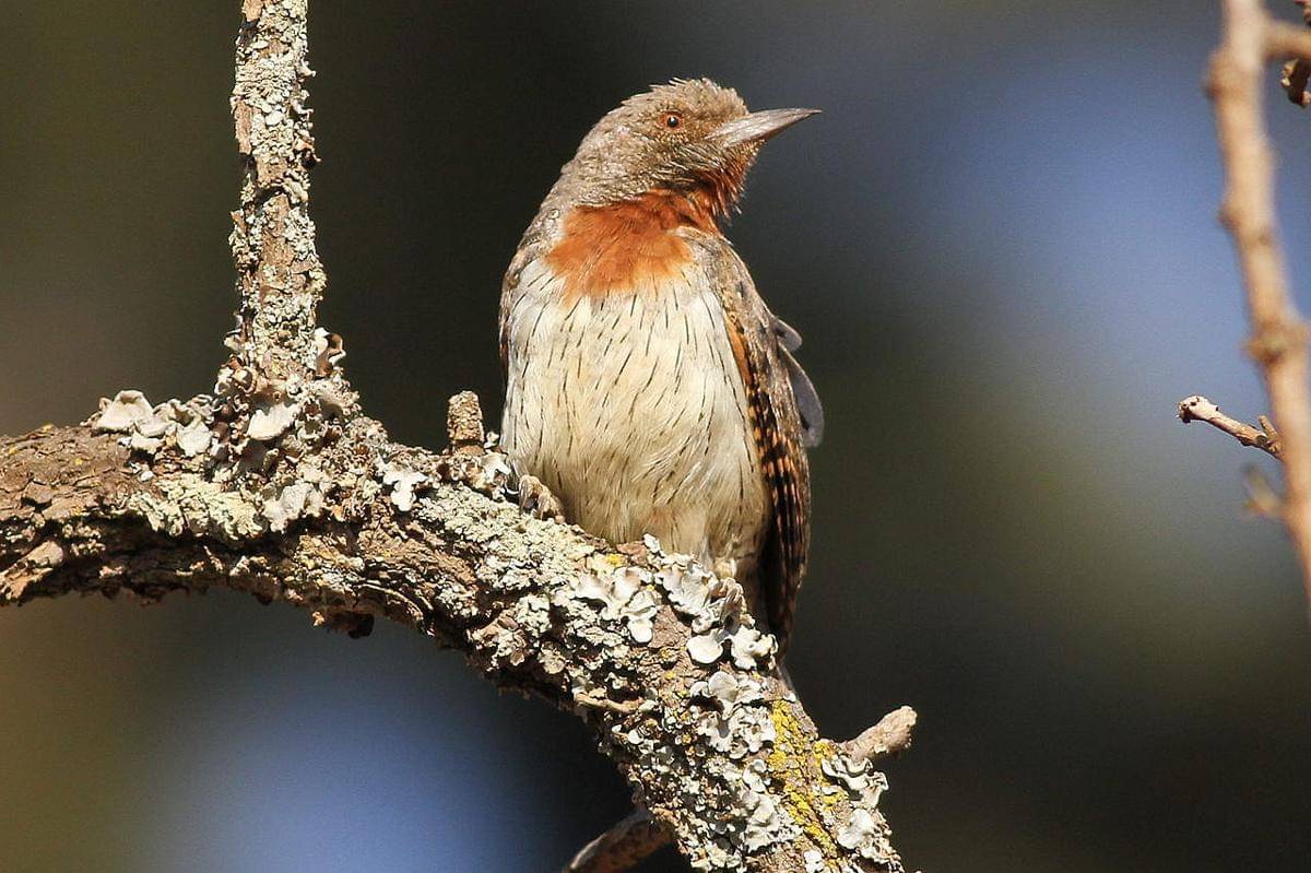 geliang ular leher merah bertengger