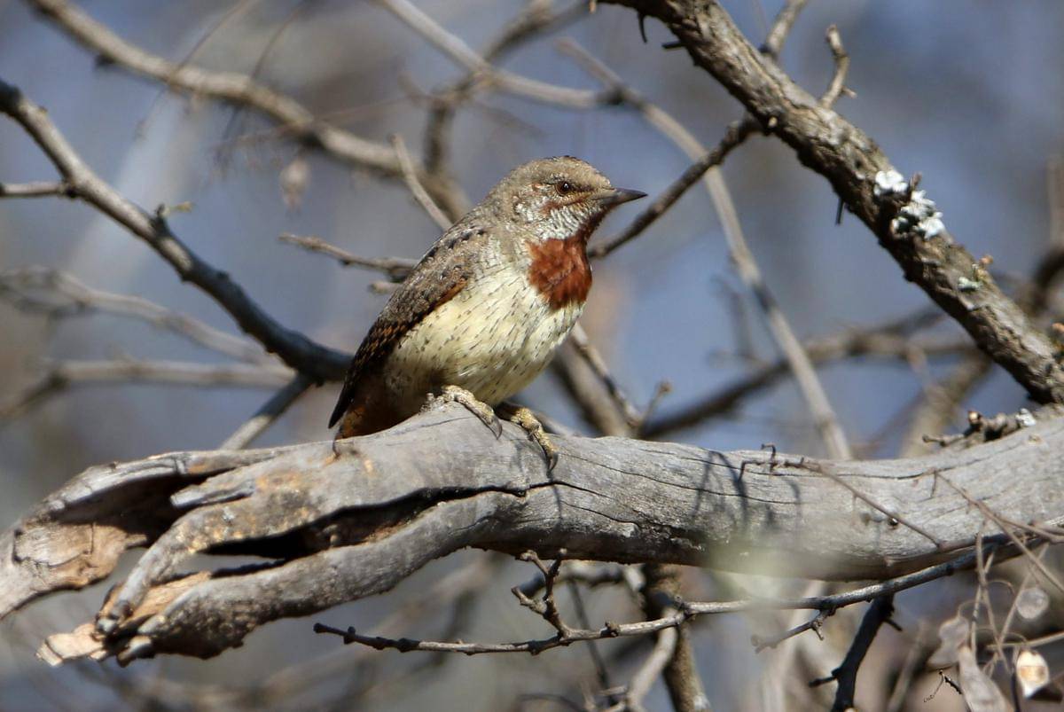 Geliang ular leher merah bertengger di dahan pohon.