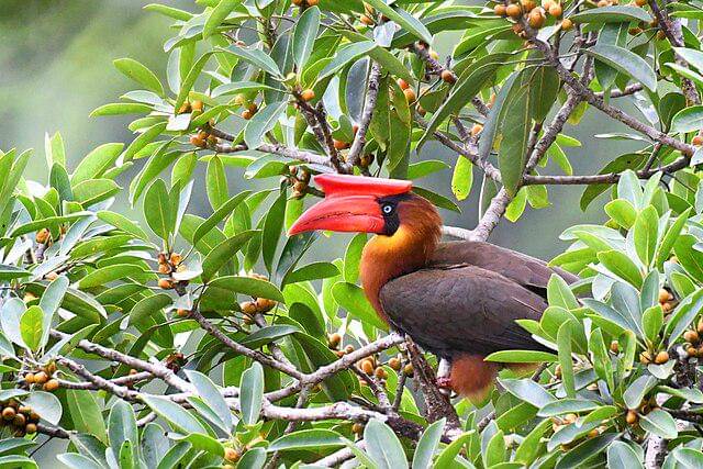 potret burung rufous hornbill