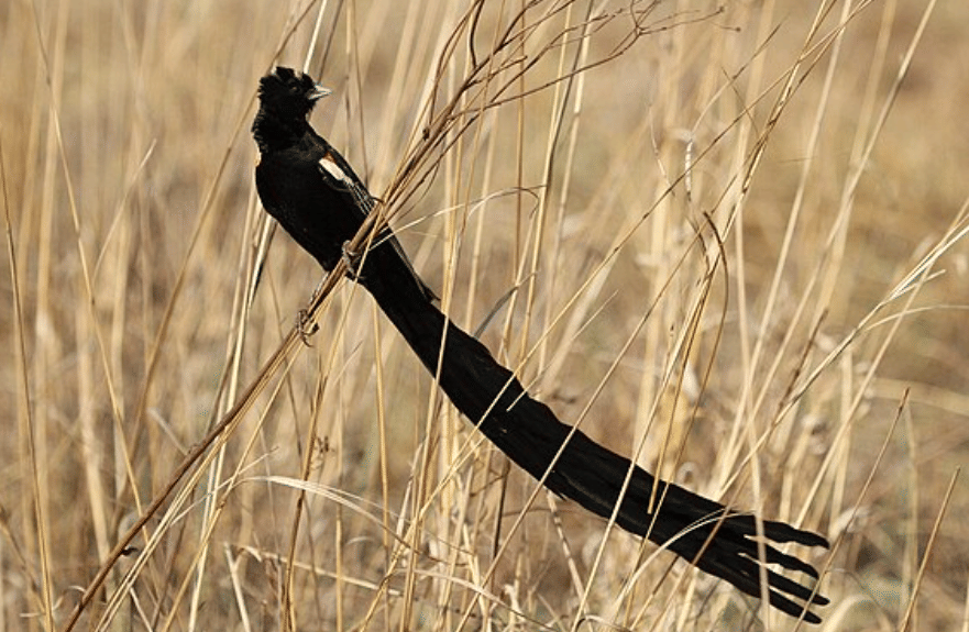 potret burung long-tailed widowbird