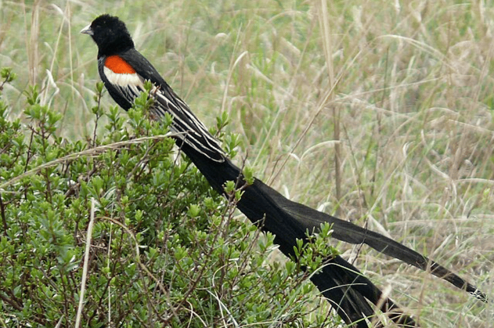 potret burung long-tailed widowbird