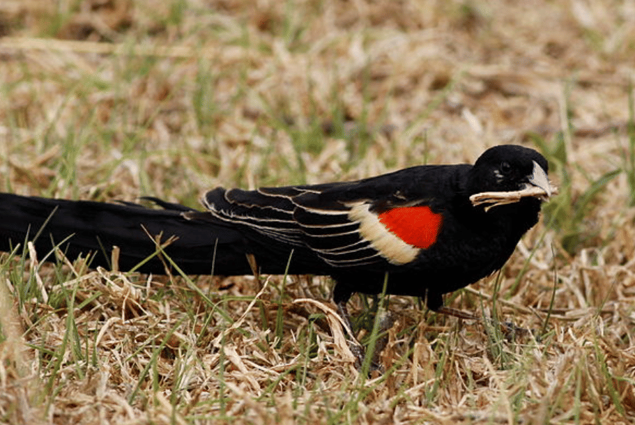 potret burung long-tailed widowbird
