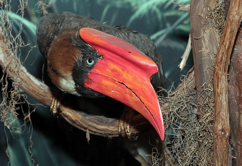 potret burung rufous hornbill