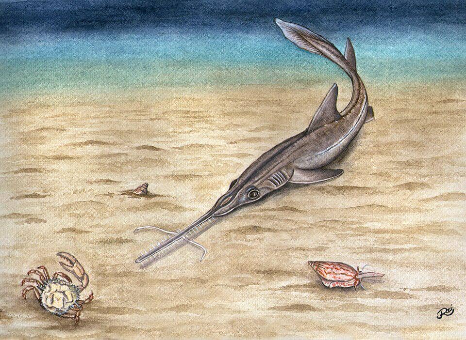 ilustrasi hiu gergaji hidung panjang dalam sebuah lukisan