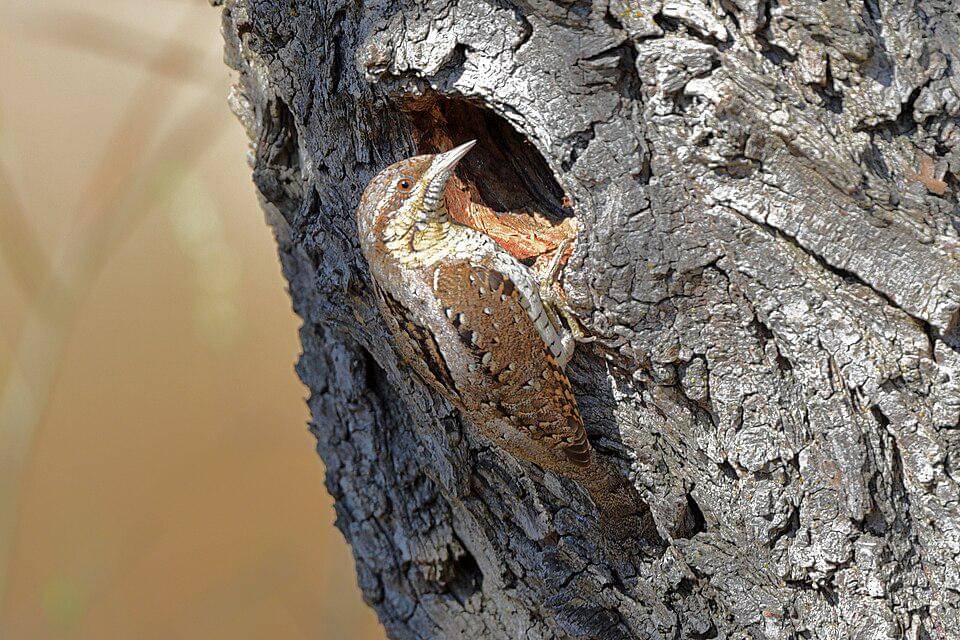 geliang ular erasia di luar lubang pohon