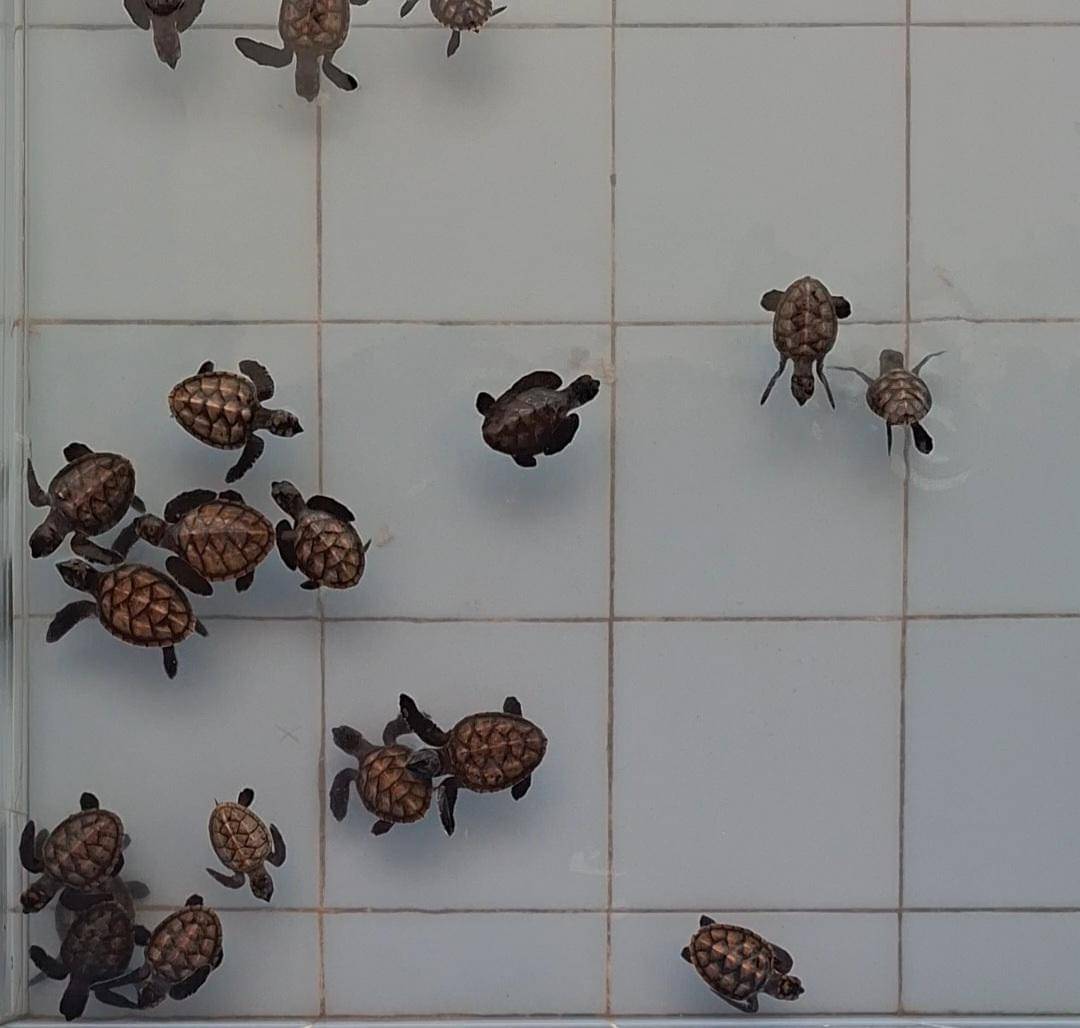 Penangkaran Penyu di Pulau Kelapa Kepulauan Seribu (IDN Times / Satria Permana)