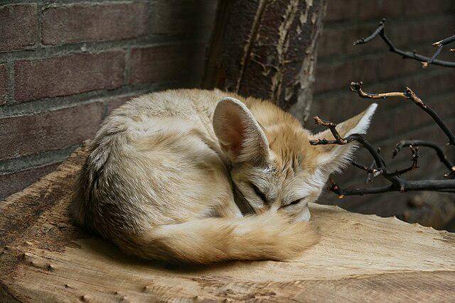 potret fennec fox
