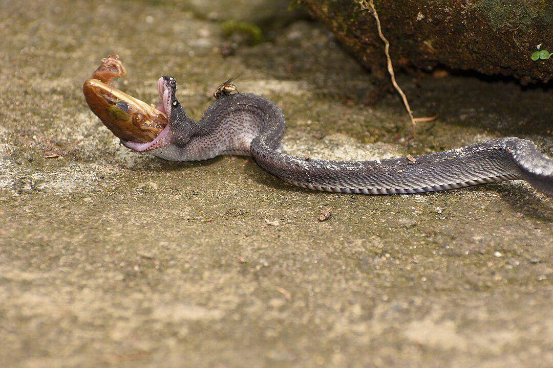 potret ular naga sedang menelan katak