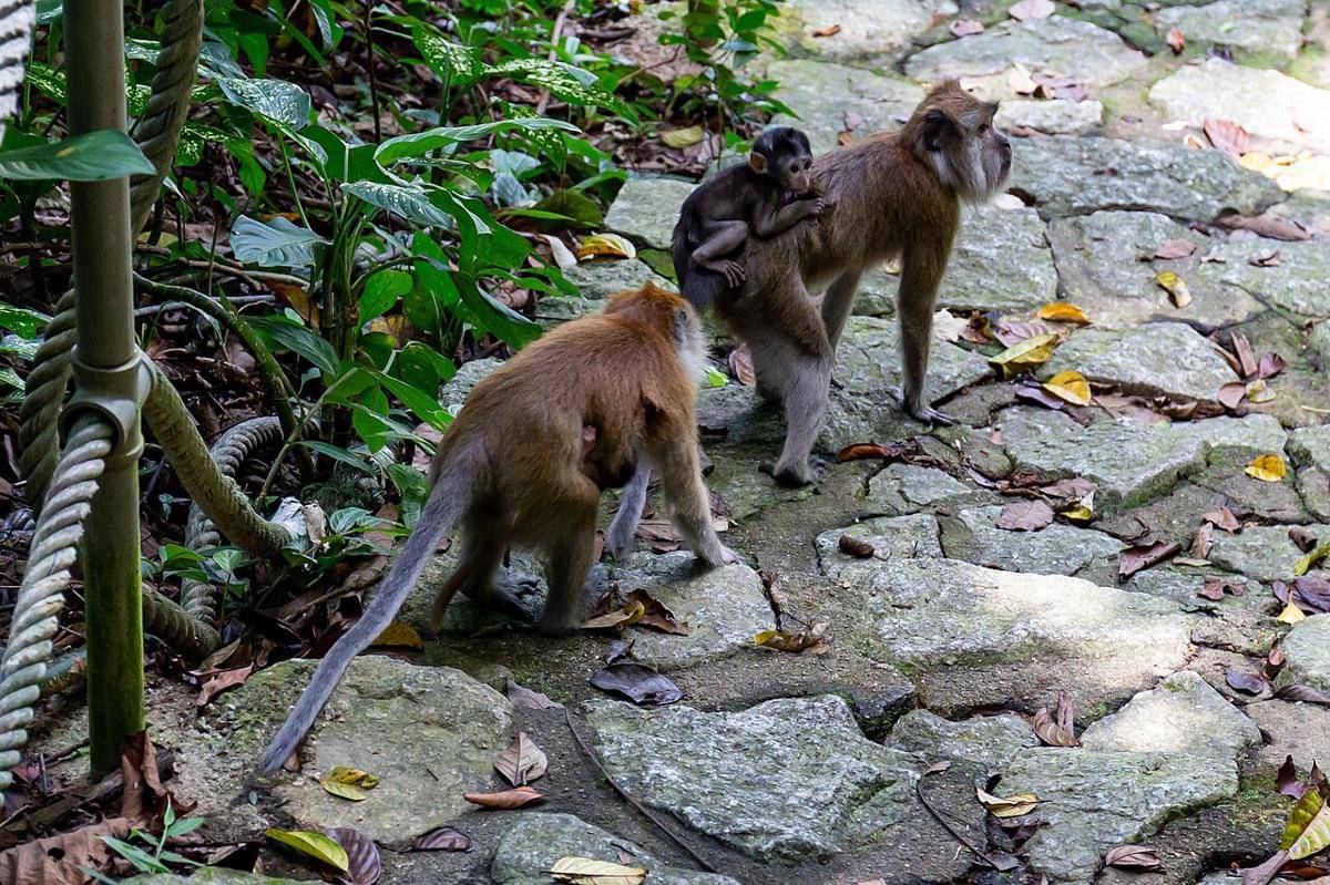Monyet pemakan kepiting