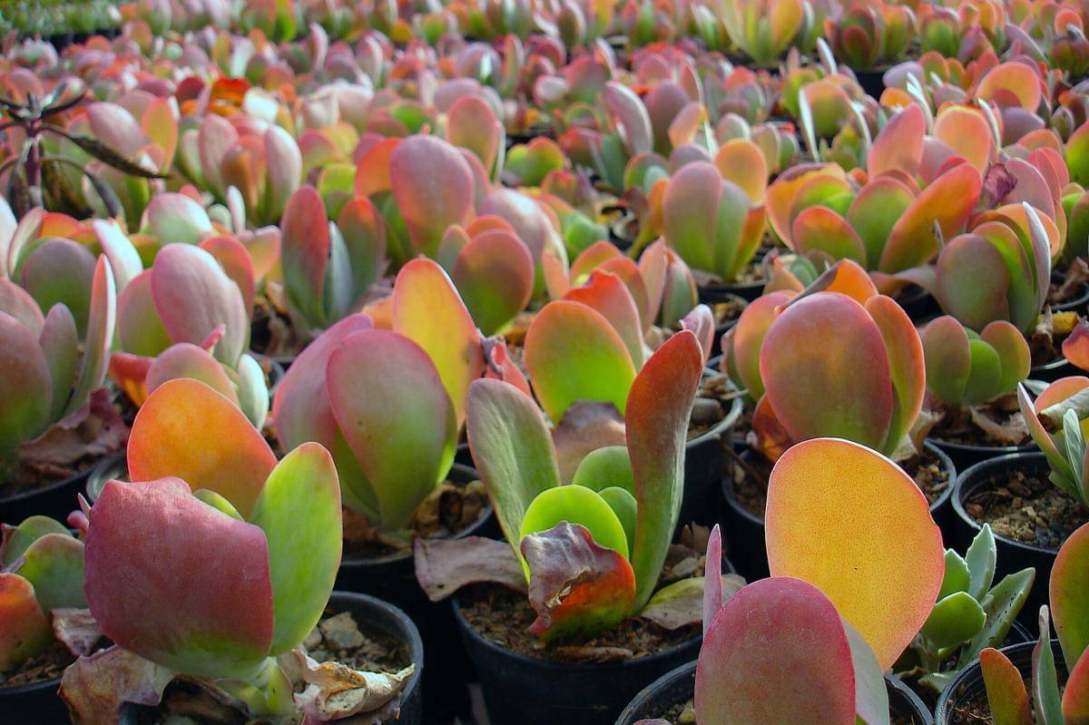 Kalanchoe thyrsiflora