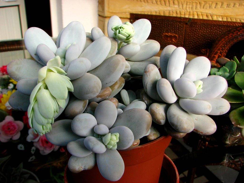 Pachyphytum oviferum
