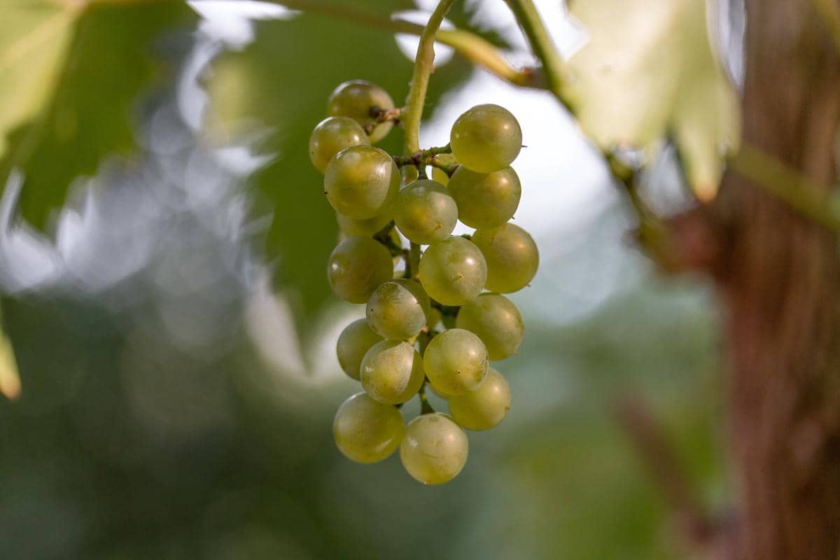 potret Chasselas, anggur putih yang menjadi ikon Lavaux 