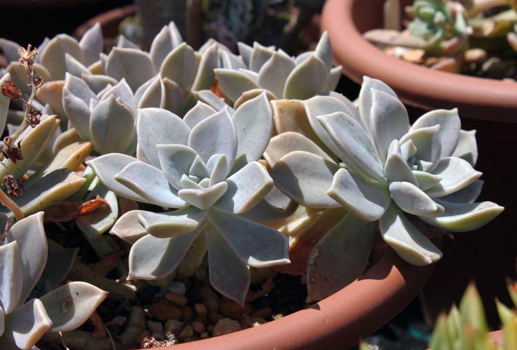 Graptopetalum paraguayense