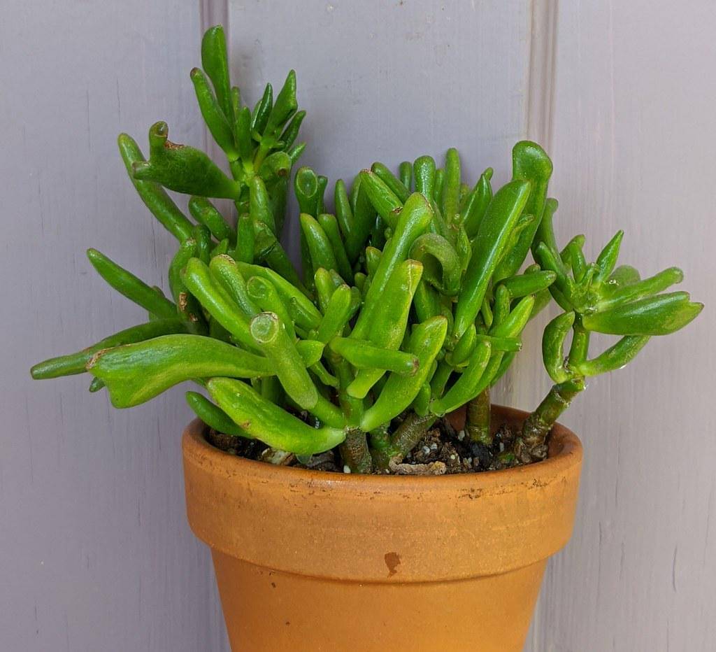 Crassula ovata gollum