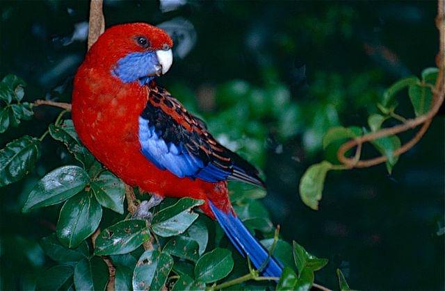 potret burung crimson rosella