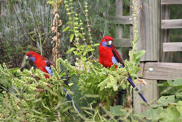 potret burung crimson rosella