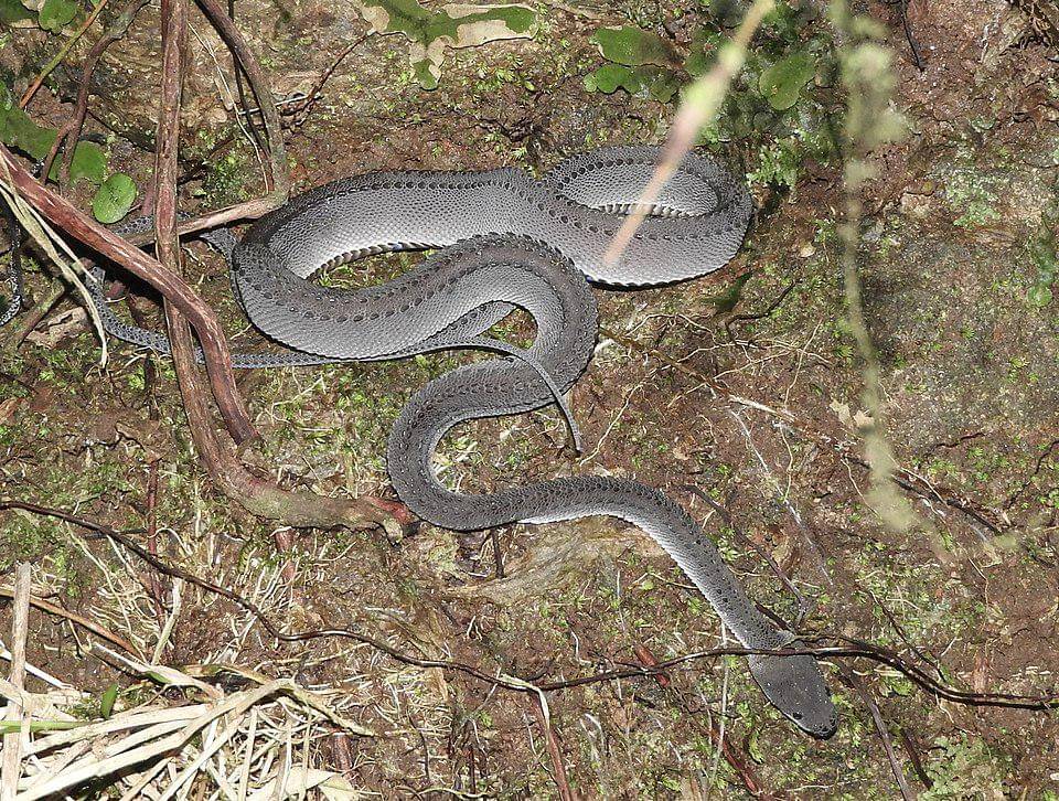 potret ular naga berbaring di tanah yang lembap, tertutup serasah daun di habitat hutan