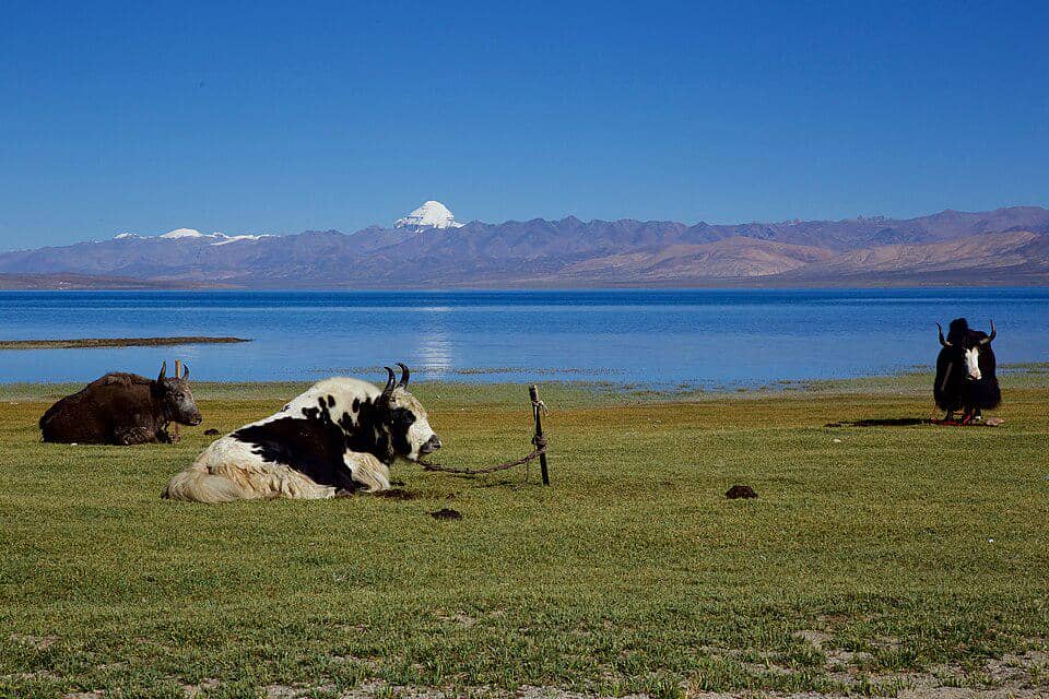 Yak beristirahat dengan tenang di tepi Danau Manasarovar yang jernih, dengan Gunung Kailash terlihat di cakrawala.