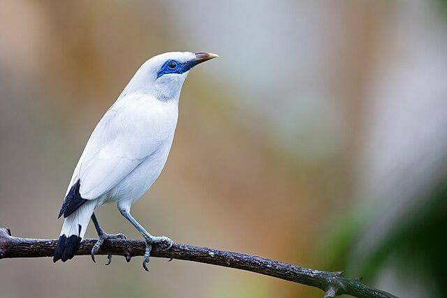 potret burung bali myna