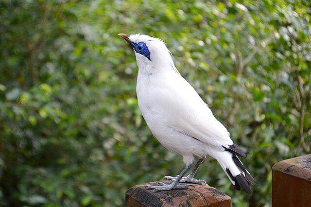 potret burung jalak bali