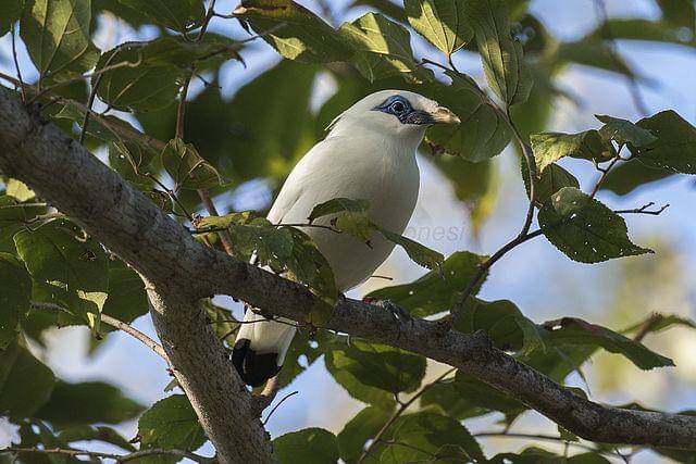 potret burung bali myna