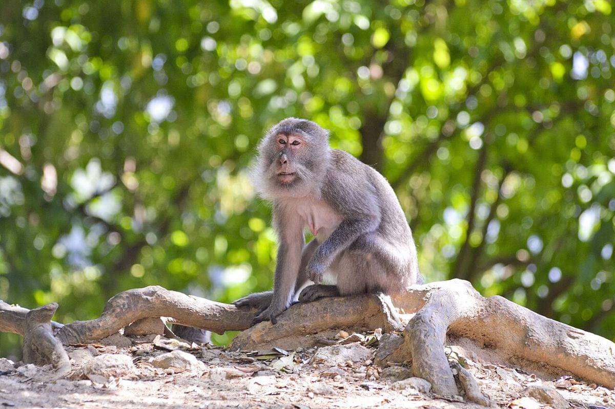 Monyet pemakan kepiting 