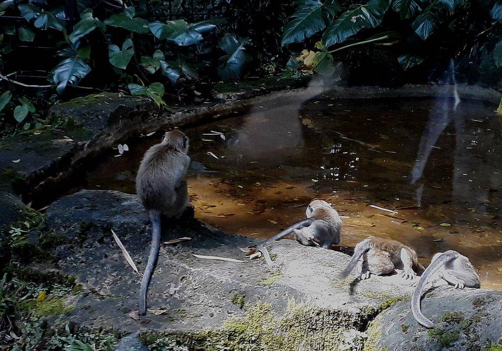 Monyet pemakan kepiting