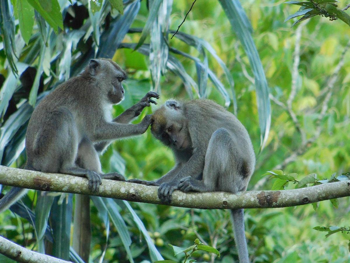 Monyet pemakan kepiting