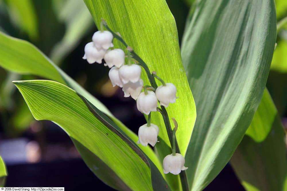 Bunga Lily of the Valley